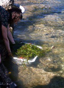 Cowichan Bay Eelgrass planting.